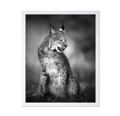 Monochrome Lynx
