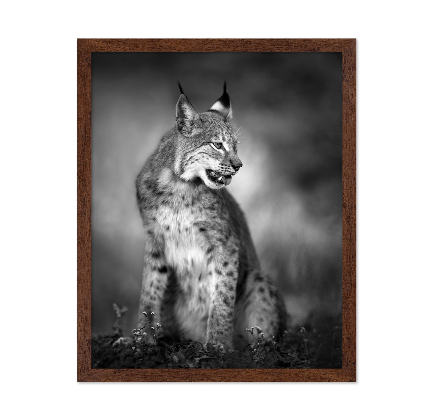 Monochrome Lynx