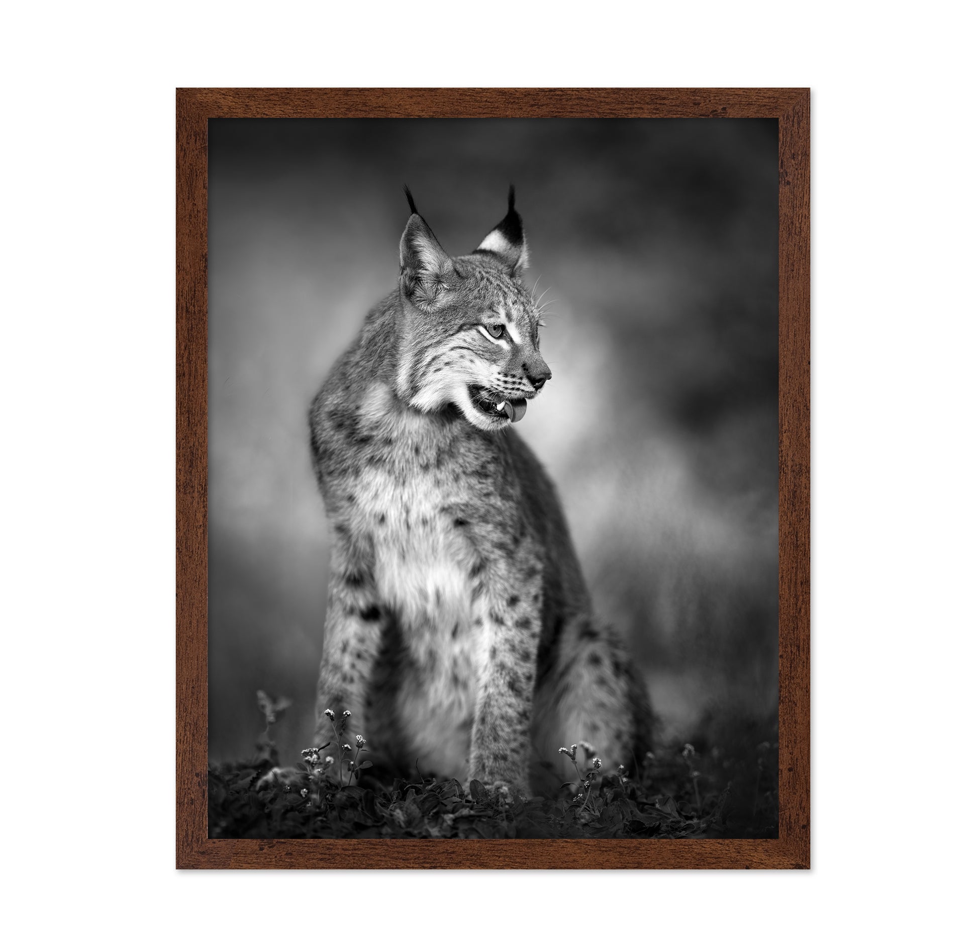 Monochrome Lynx