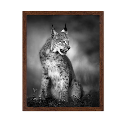 Monochrome Lynx