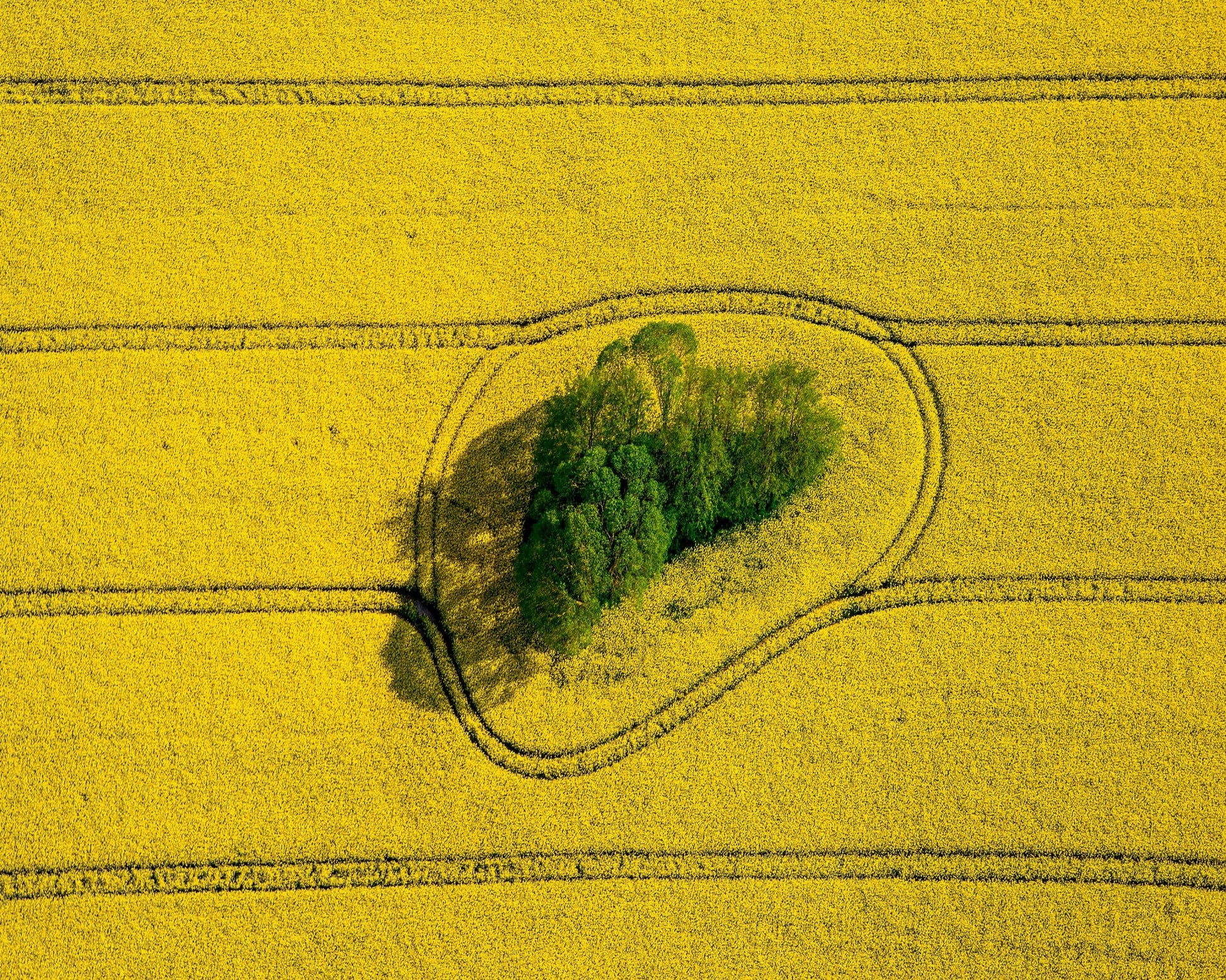Island In The Field