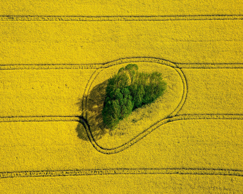 Island In The Field