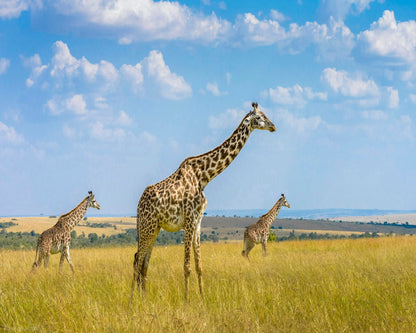 Trio Giraffes