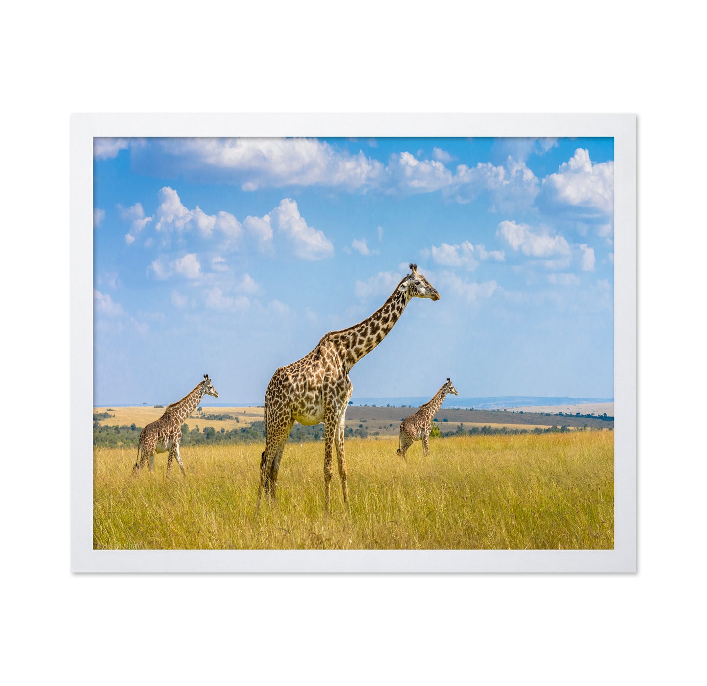 Trio Giraffes