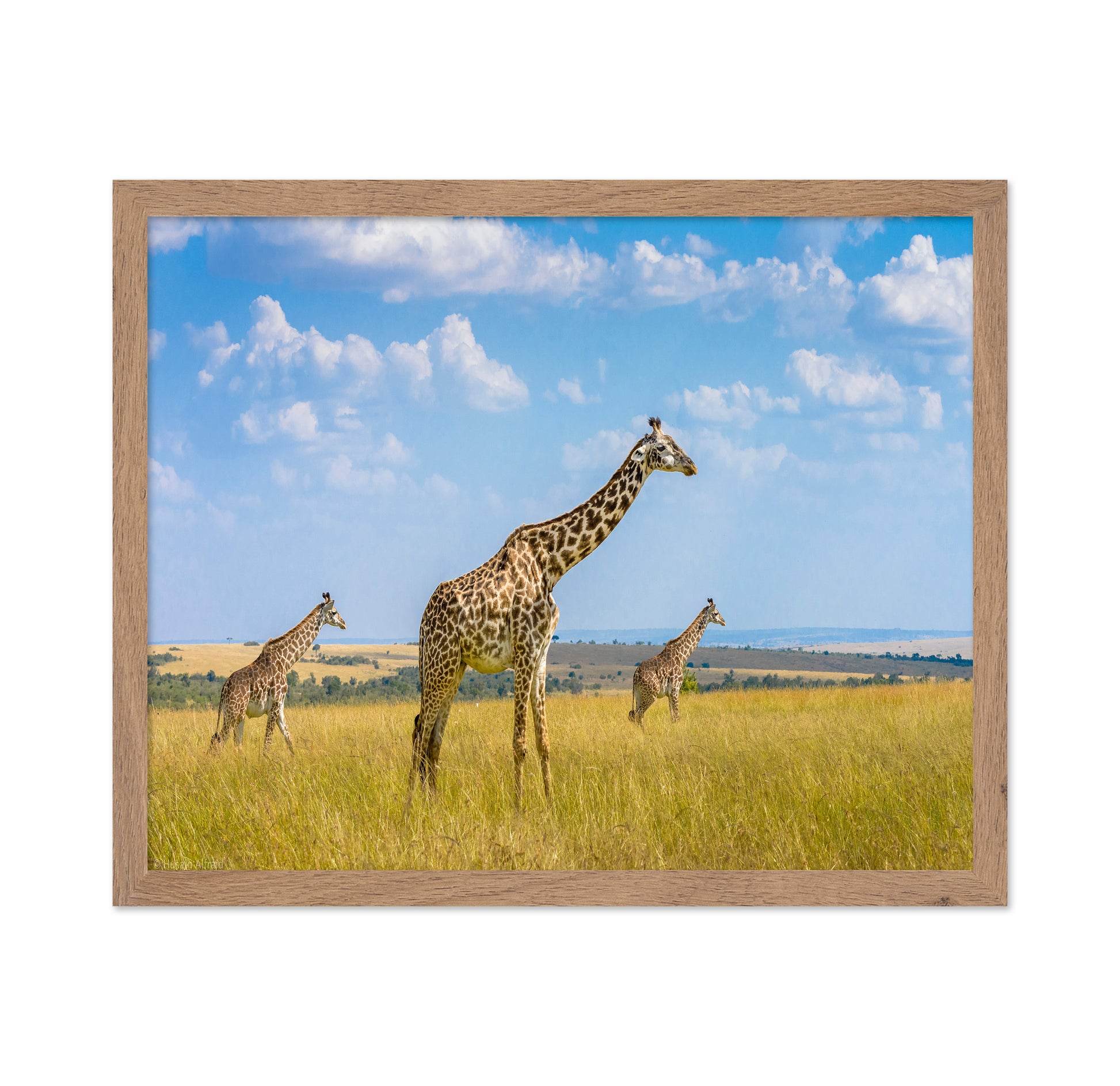 Trio Giraffes