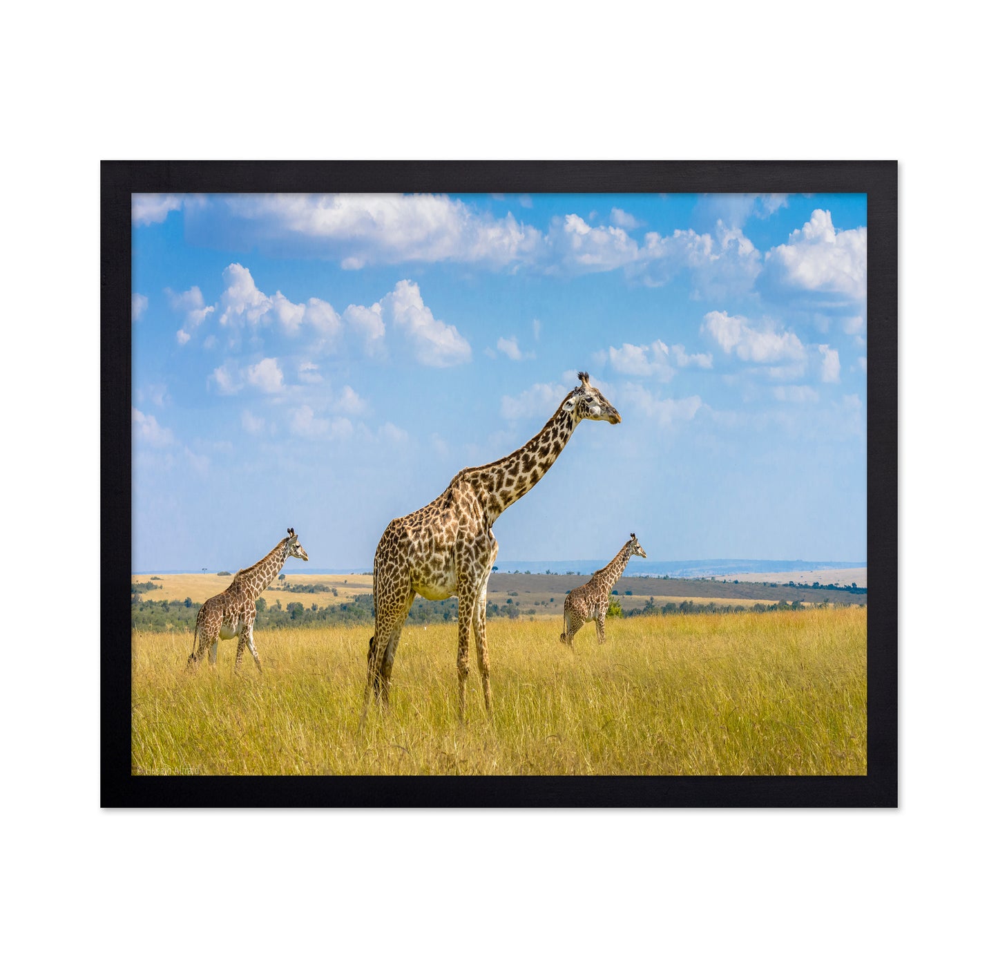 Trio Giraffes
