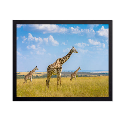 Trio Giraffes