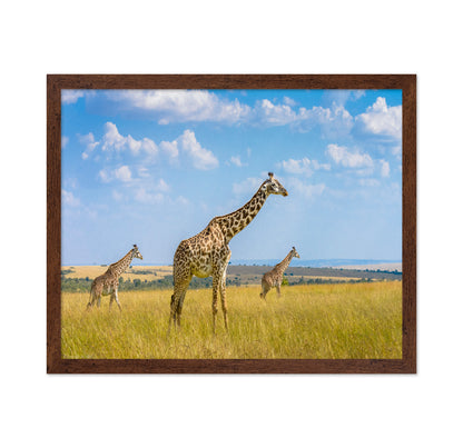 Trio Giraffes