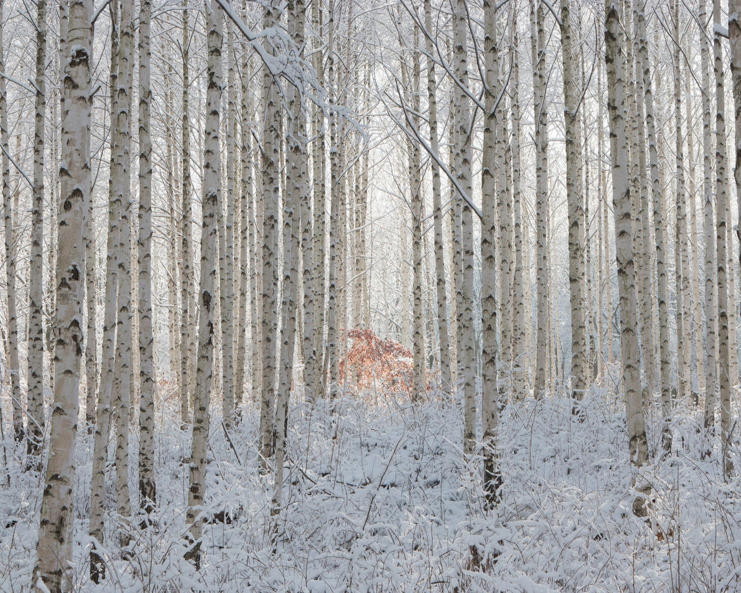 White Forest