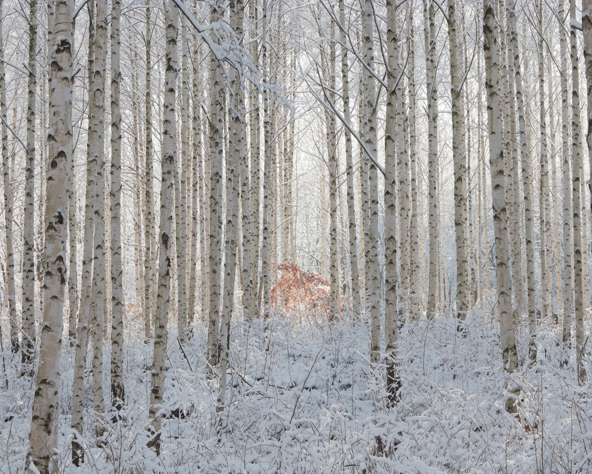 White Forest
