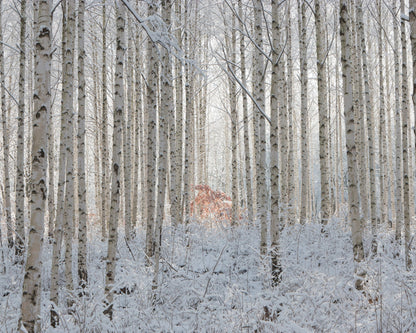 White Forest