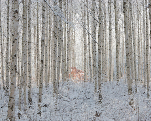 White Forest