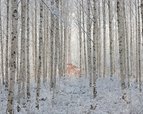 White Forest