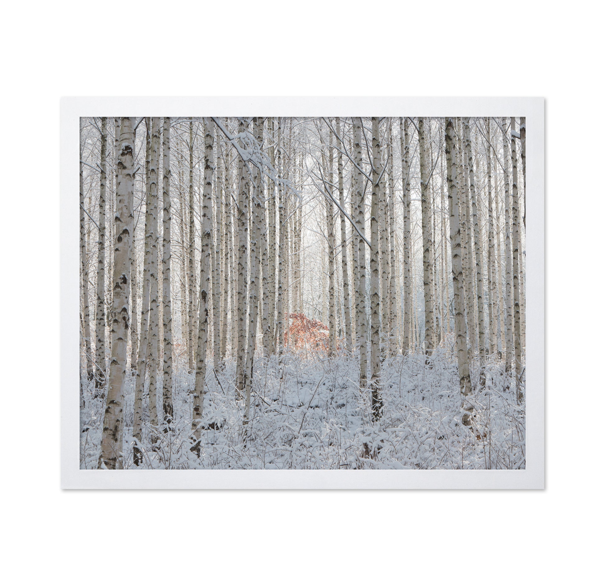 White Forest