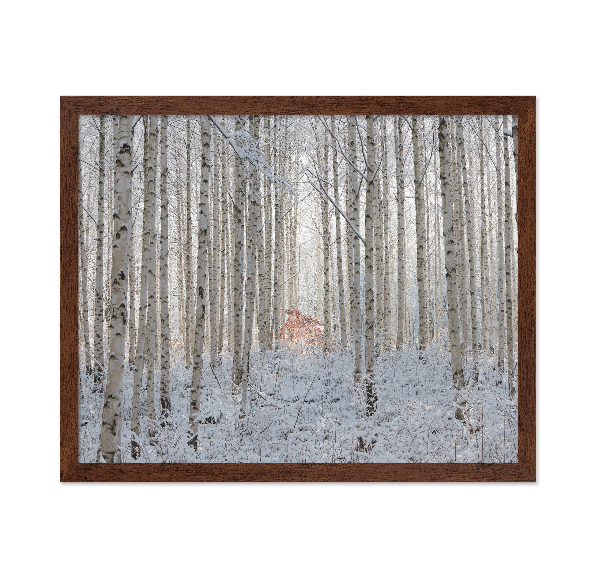 White Forest