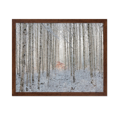 White Forest