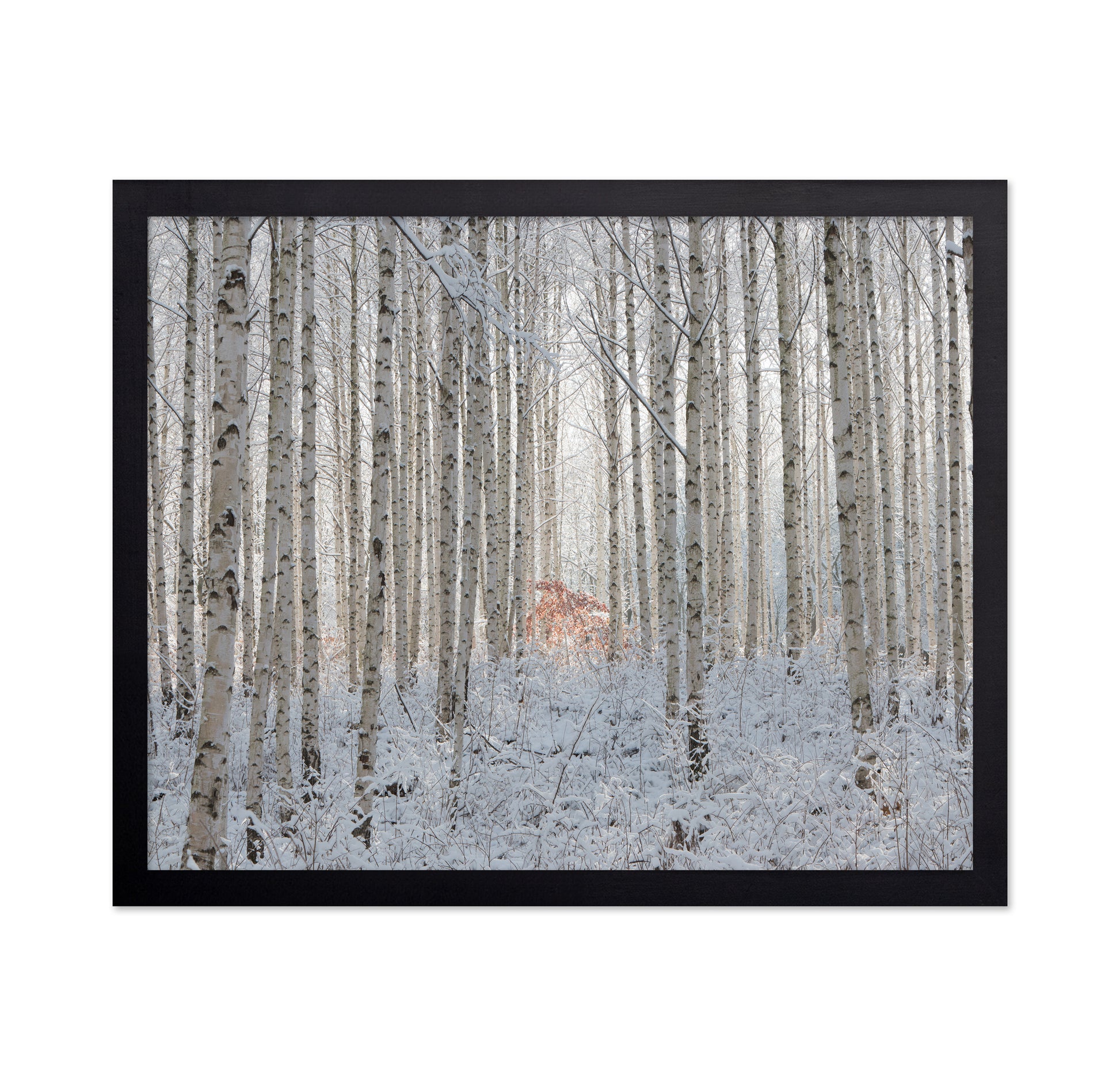 White Forest
