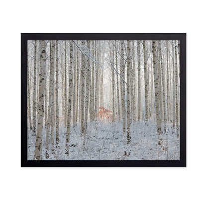 White Forest