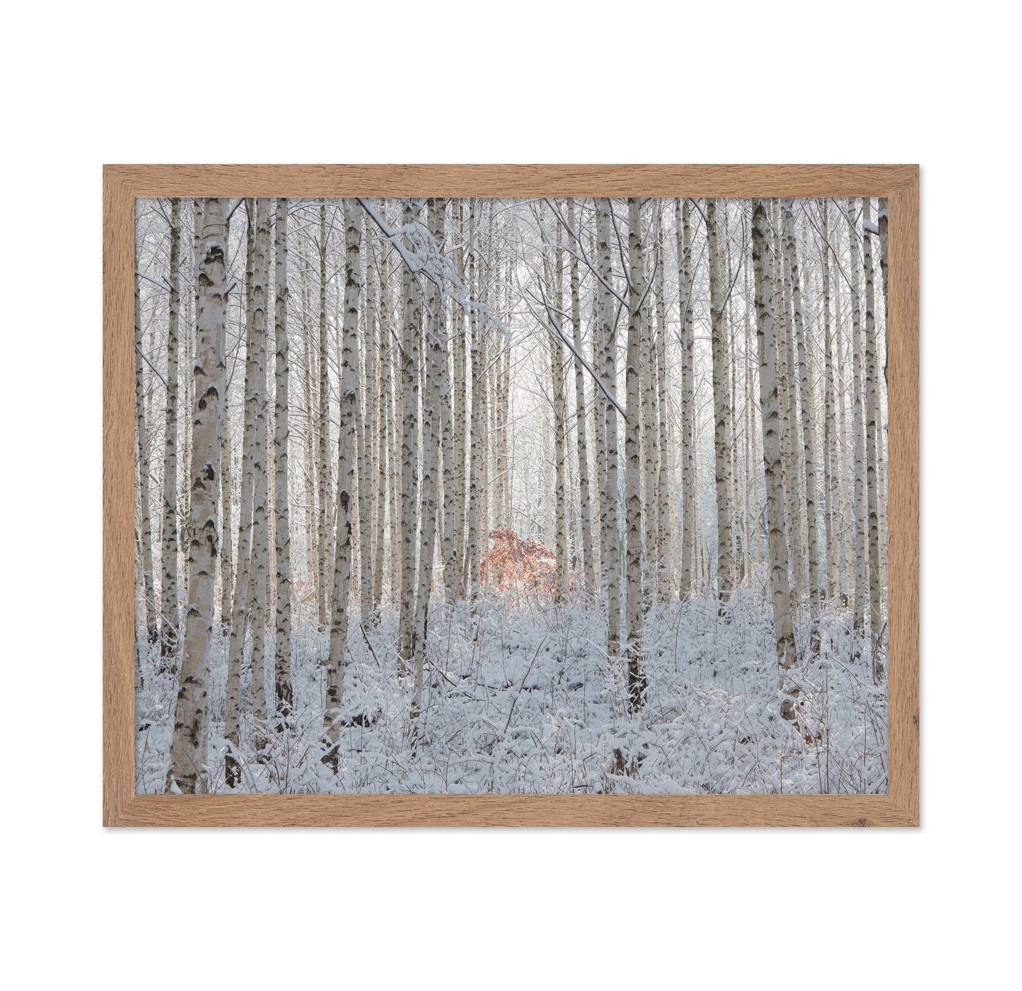 White Forest