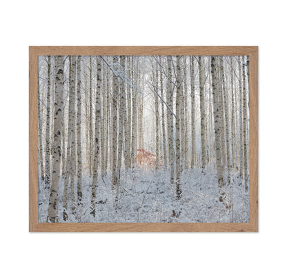 White Forest