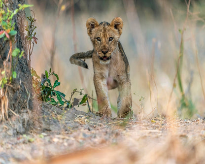Young Lion Cub