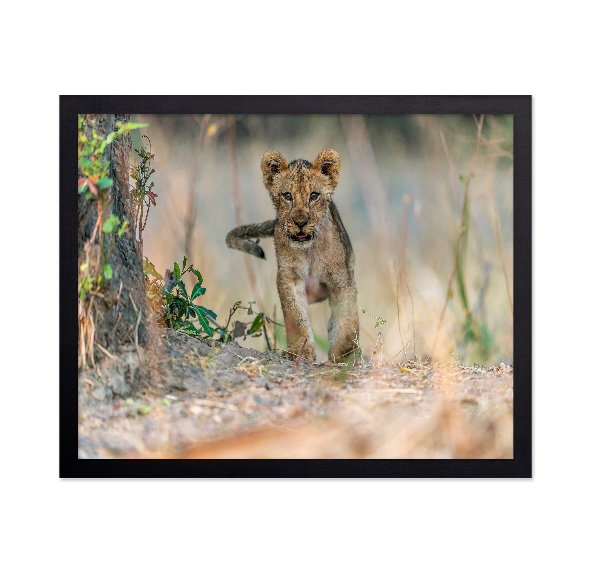 Young Lion Cub