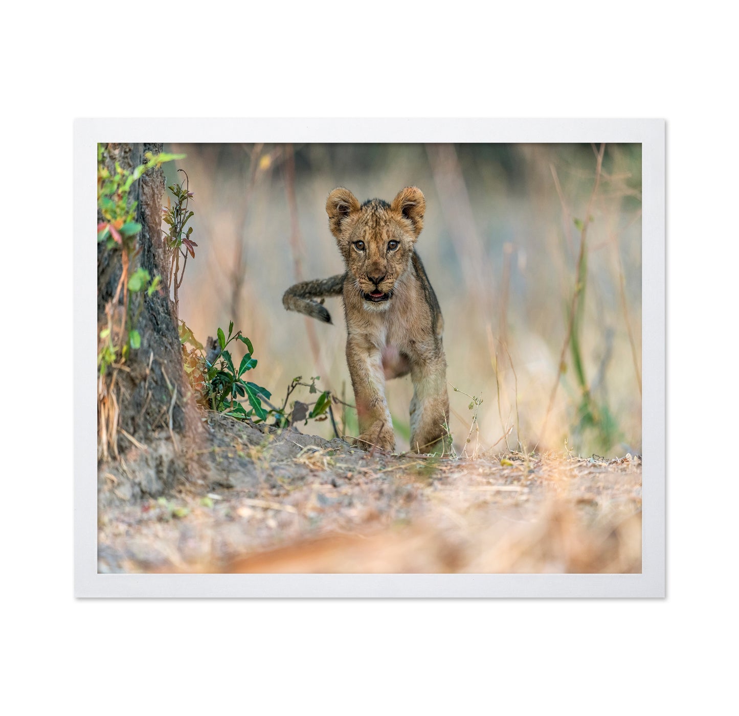Young Lion Cub
