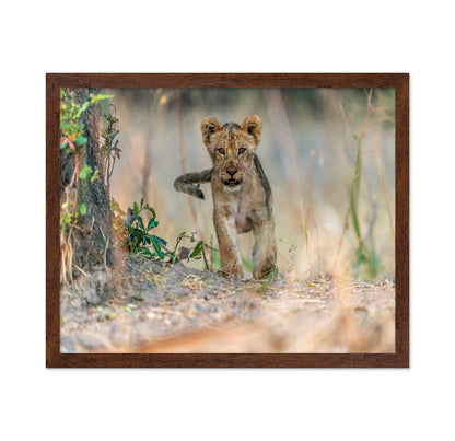 Young Lion Cub