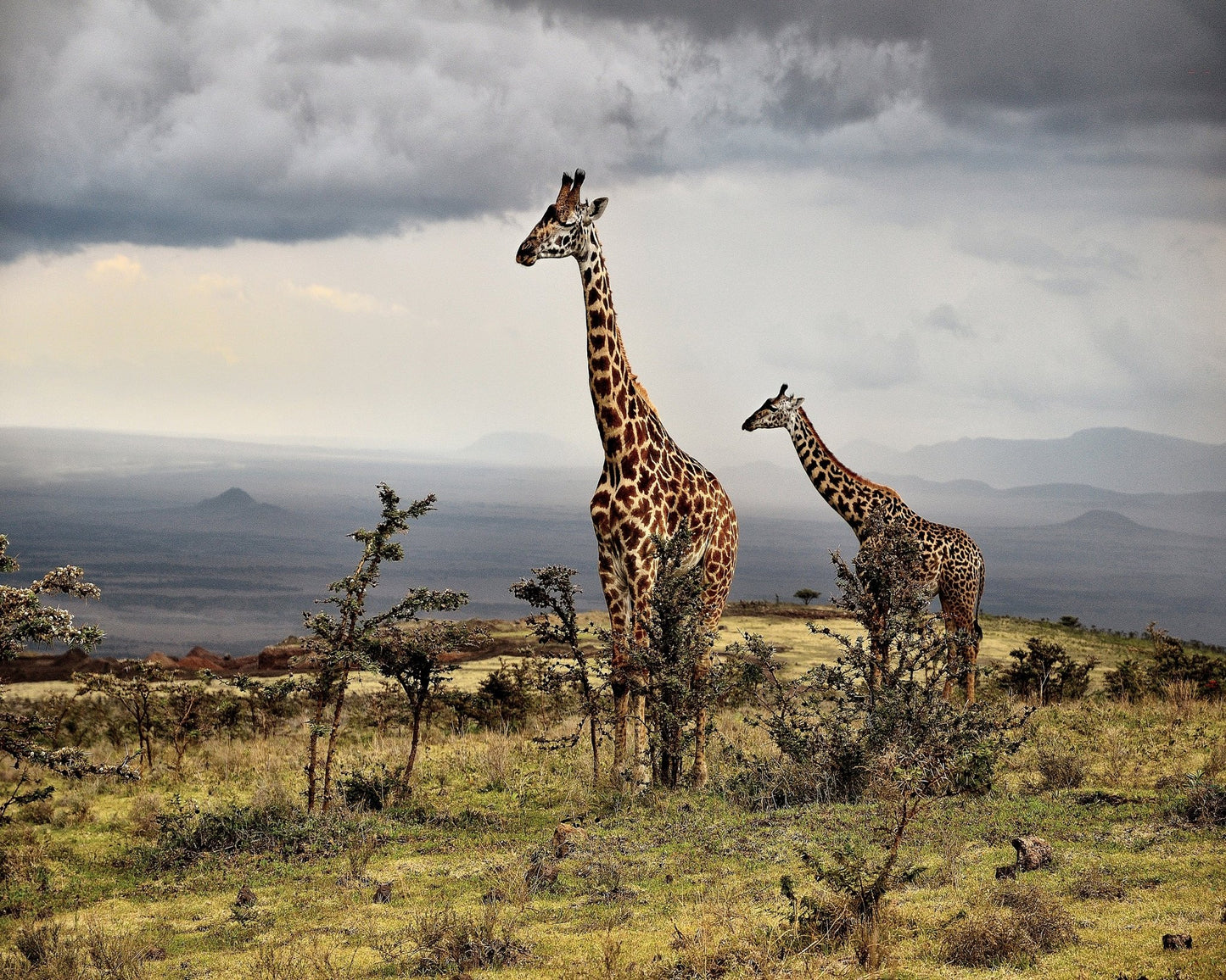 African Giraffes No 1