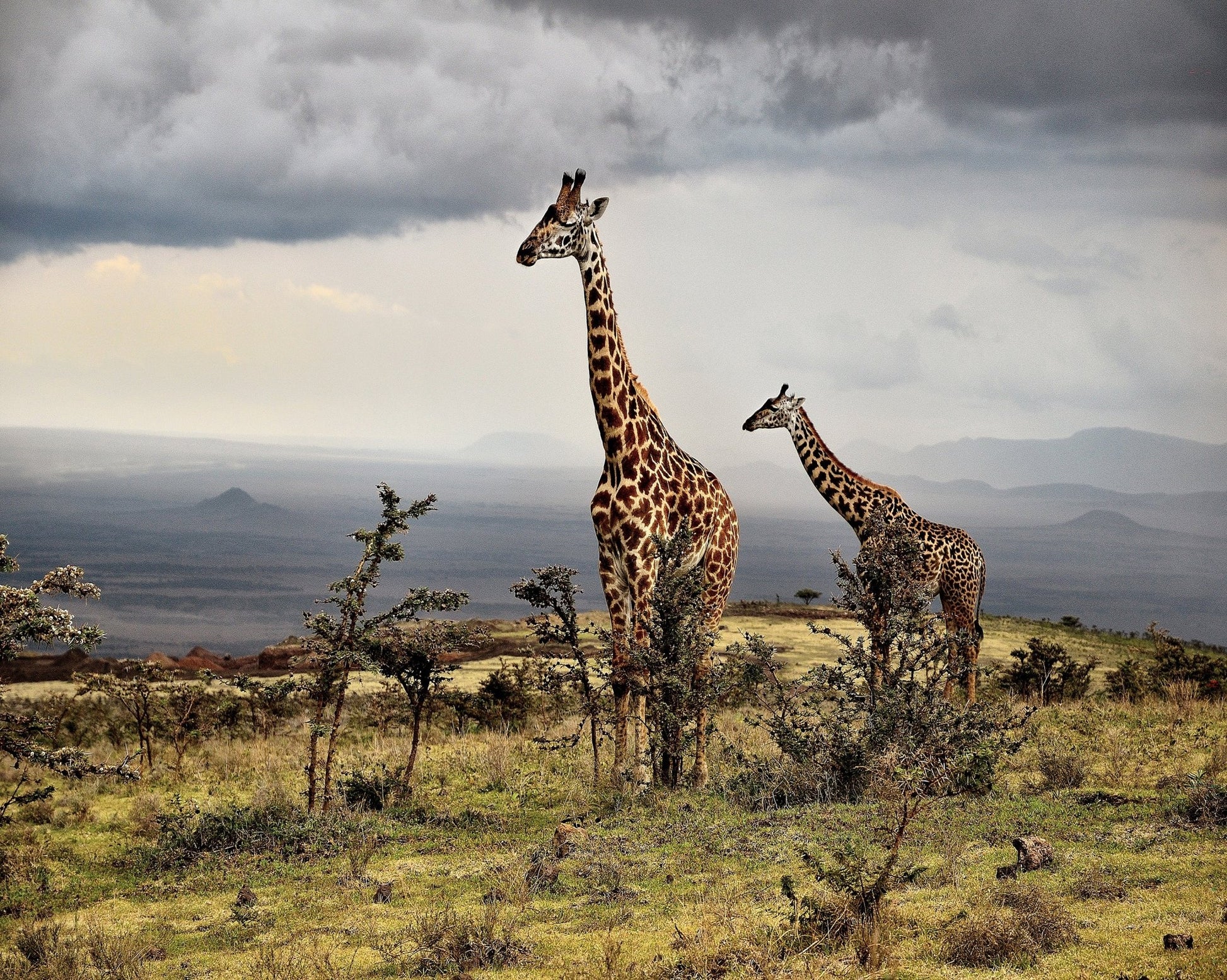 African Giraffes No 1