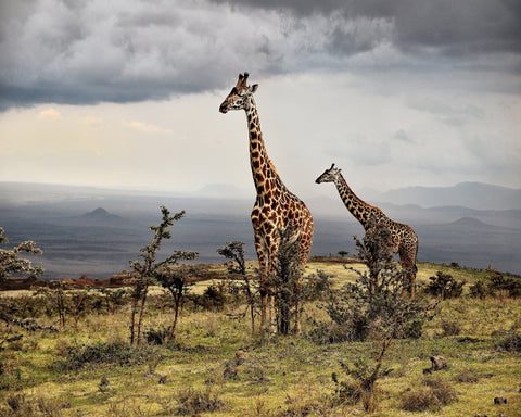 African Giraffes No 1