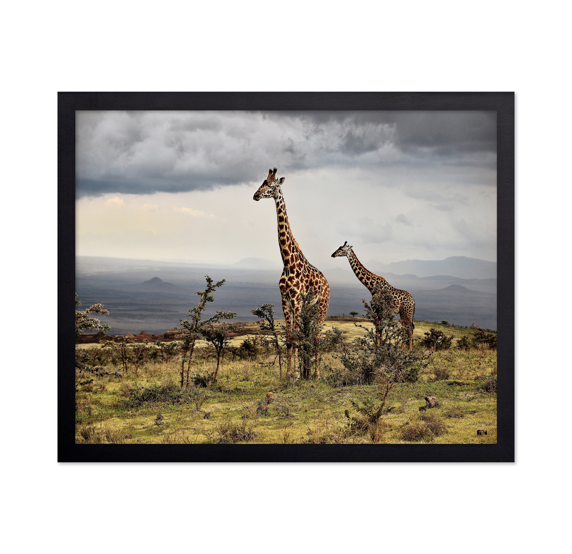 African Giraffes No 1