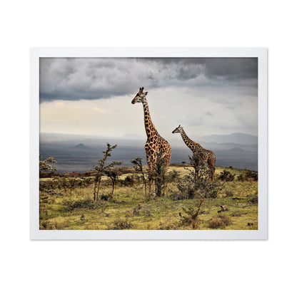 African Giraffes No 1