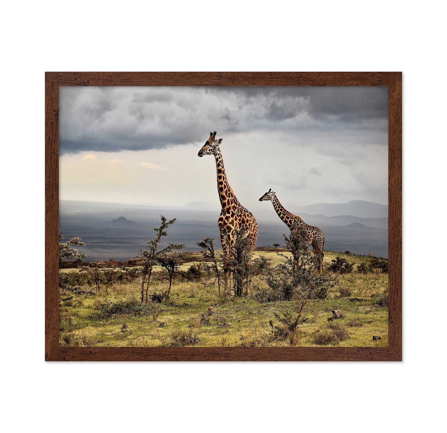 African Giraffes No 1