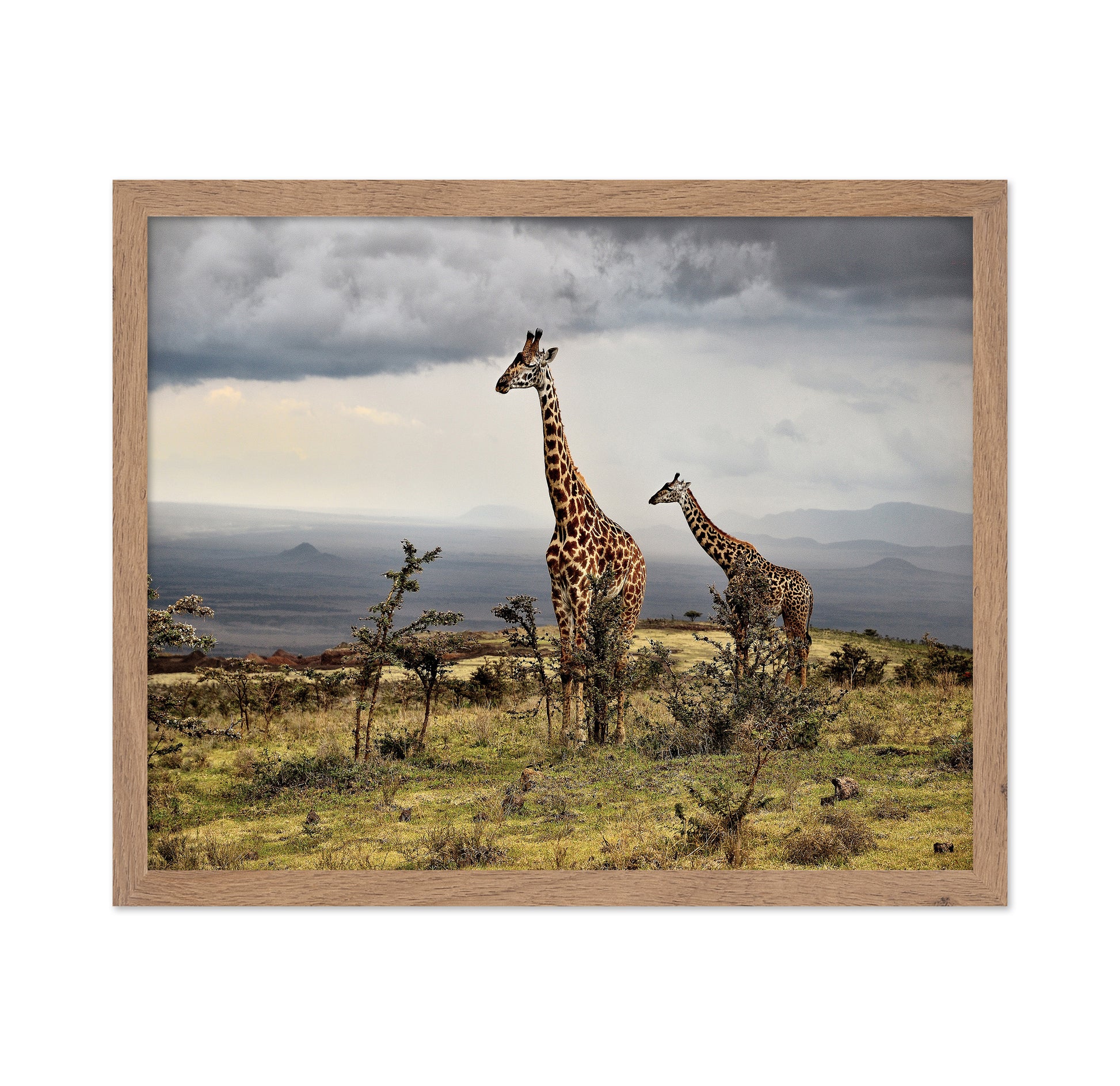 African Giraffes No 1