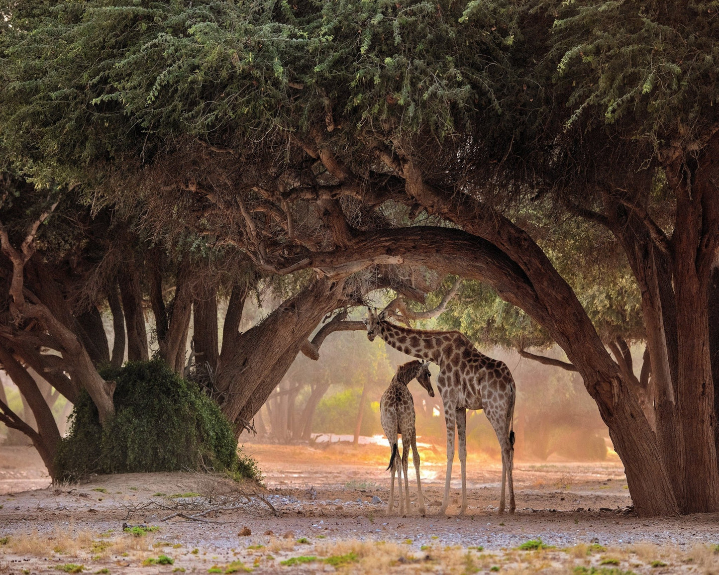 African Giraffes No 2