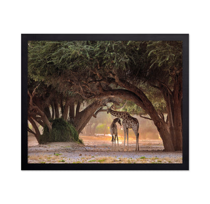 African Giraffes No 2