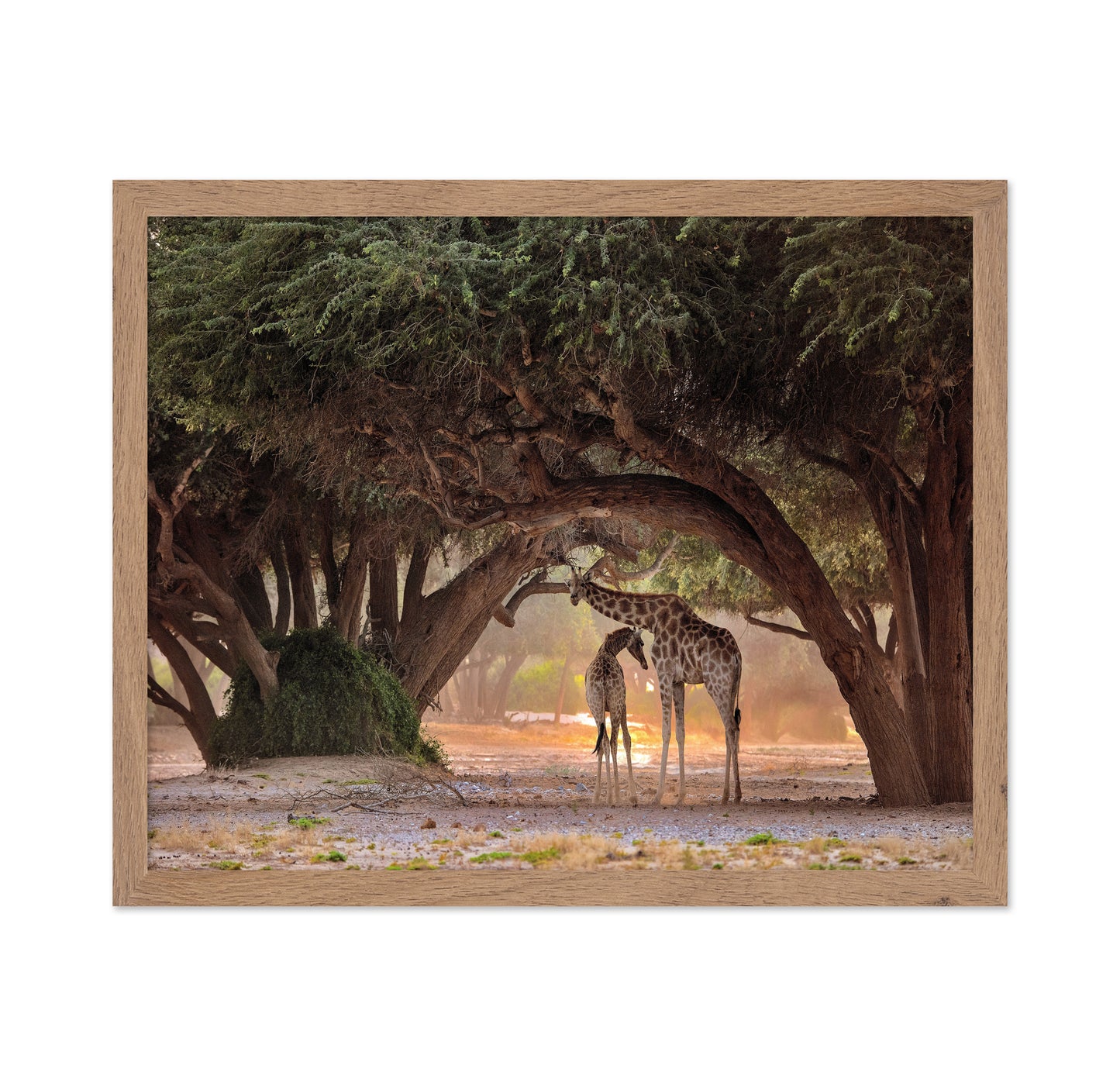 African Giraffes No 2
