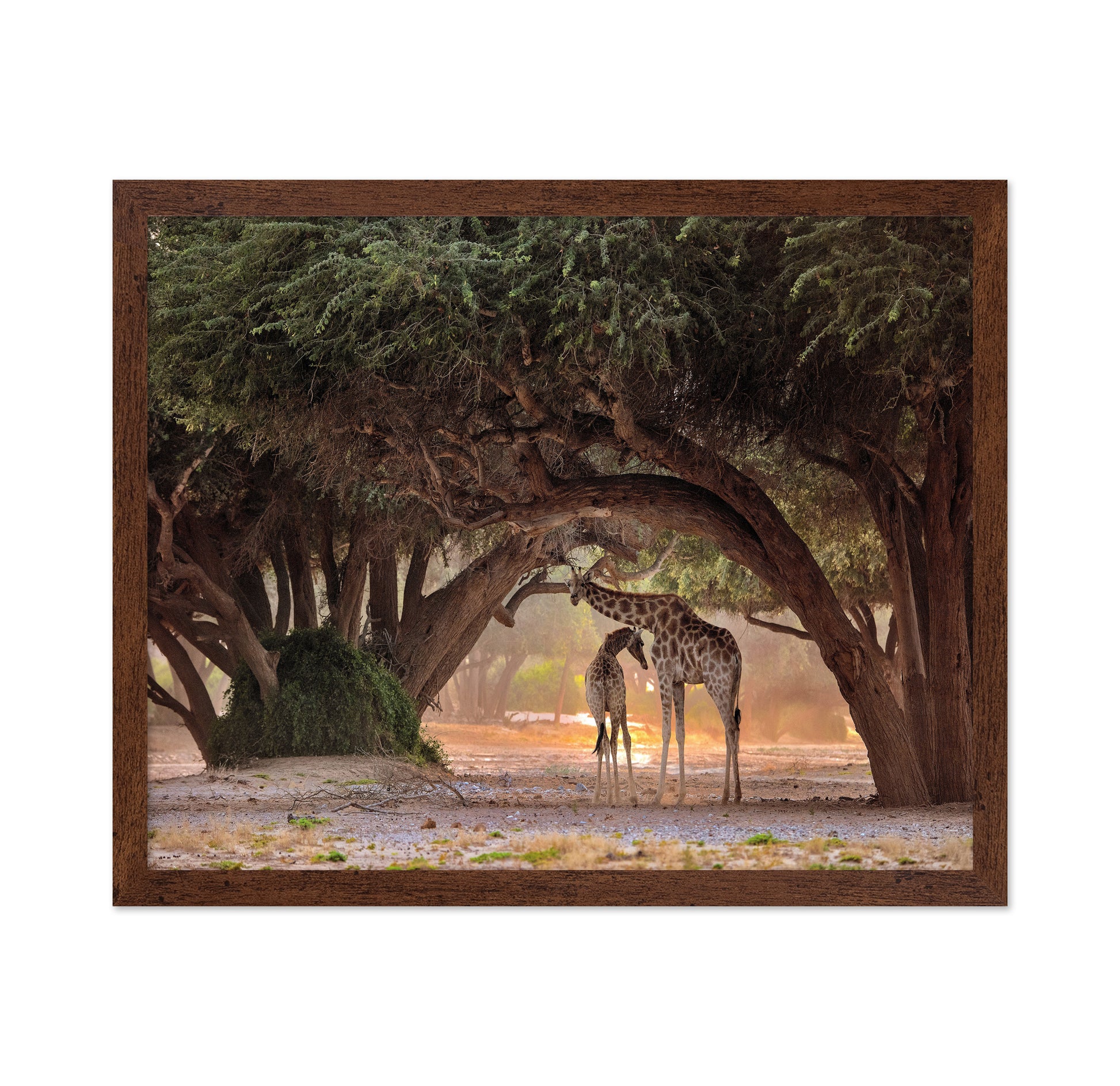 African Giraffes No 2