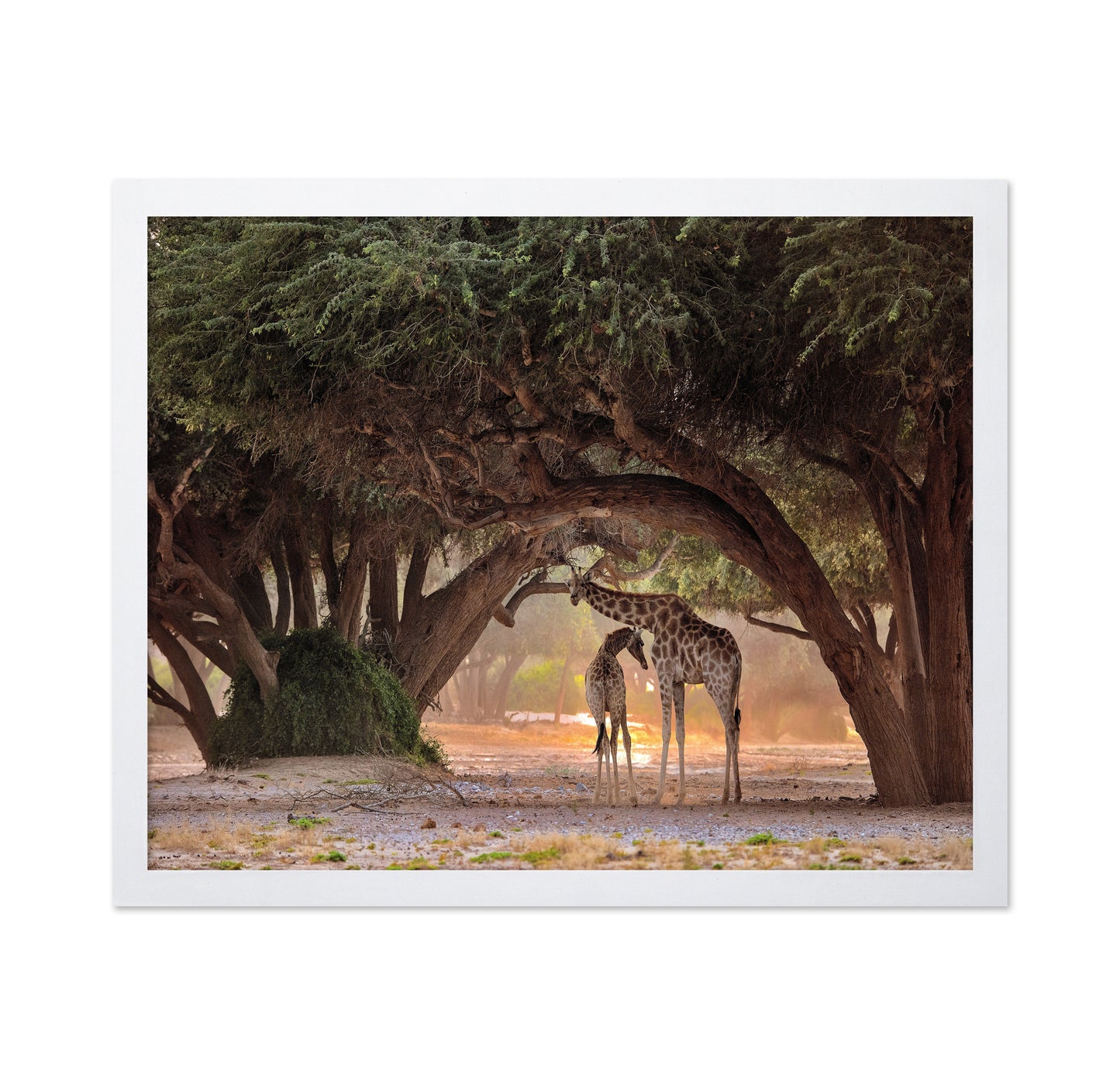 African Giraffes No 2