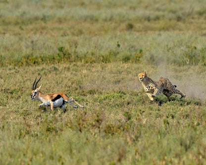 Hunting
