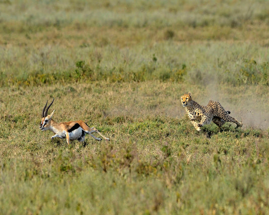 Hunting