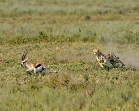 Hunting
