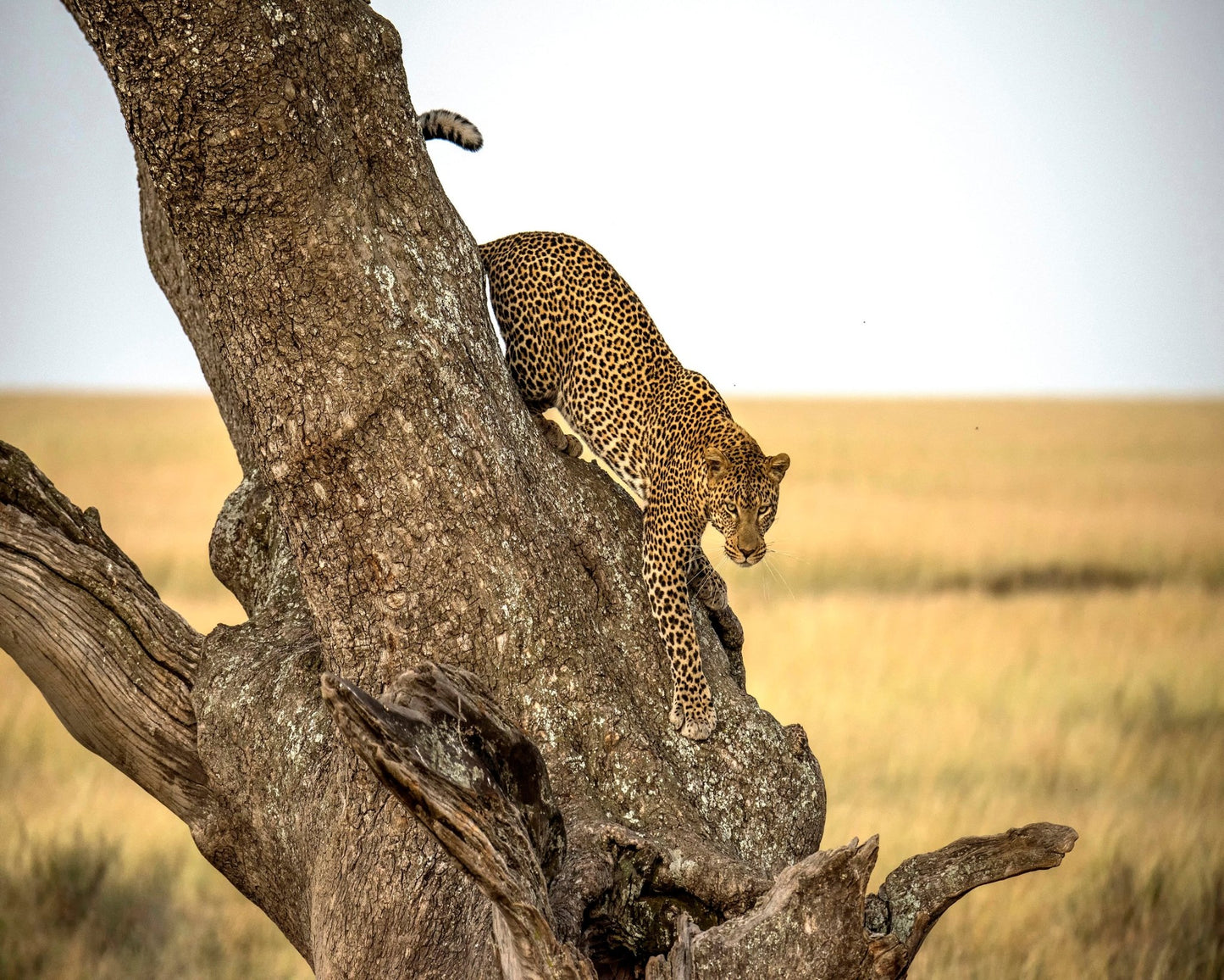 Leopard - Serengheti Tanzania