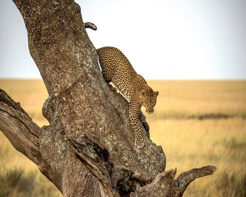 Leopard - Serengheti Tanzania