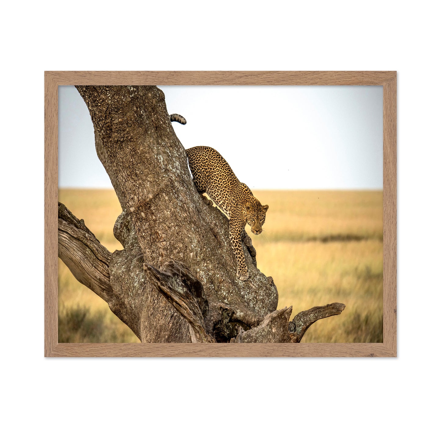 Leopard - Serengheti Tanzania