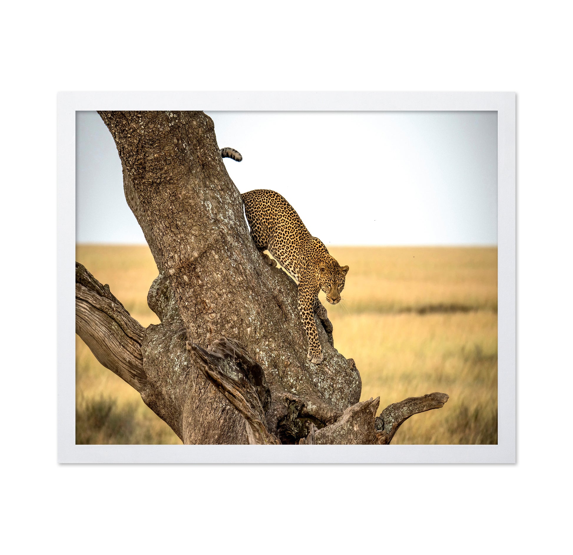 Leopard - Serengheti Tanzania