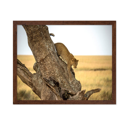 Leopard - Serengheti Tanzania