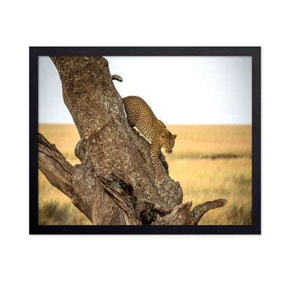 Leopard - Serengheti Tanzania