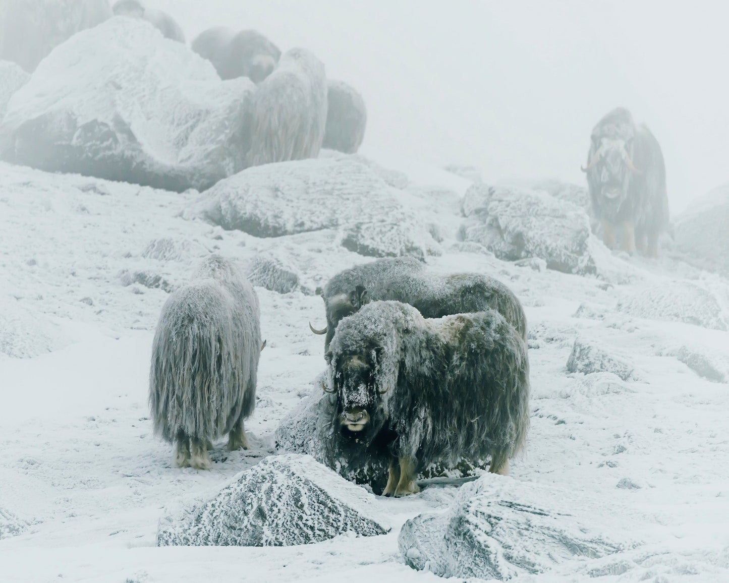 Musk Ox Between The Fog And Frost